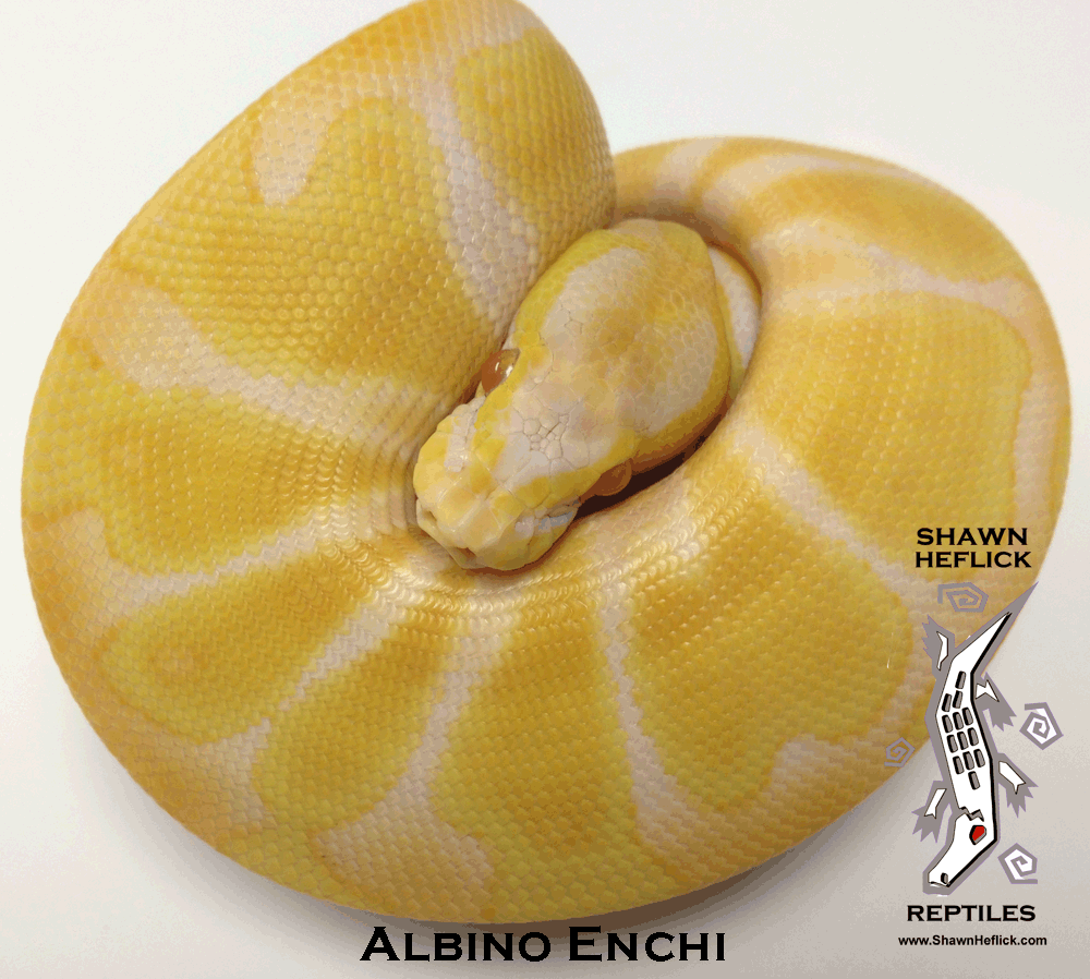 Albino Enchi