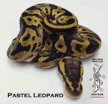 Pastel Leopard leopard pastel shawn heflick for sale ball python