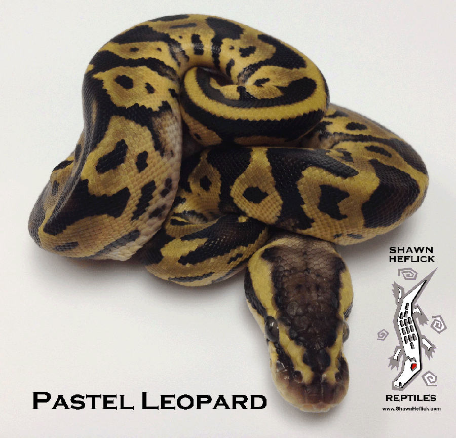 Pastel Leopard leopard pastel shawn heflick for sale ball python