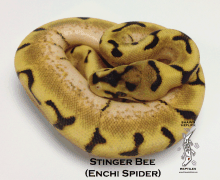 Stinger bee stingerbee enchi spider