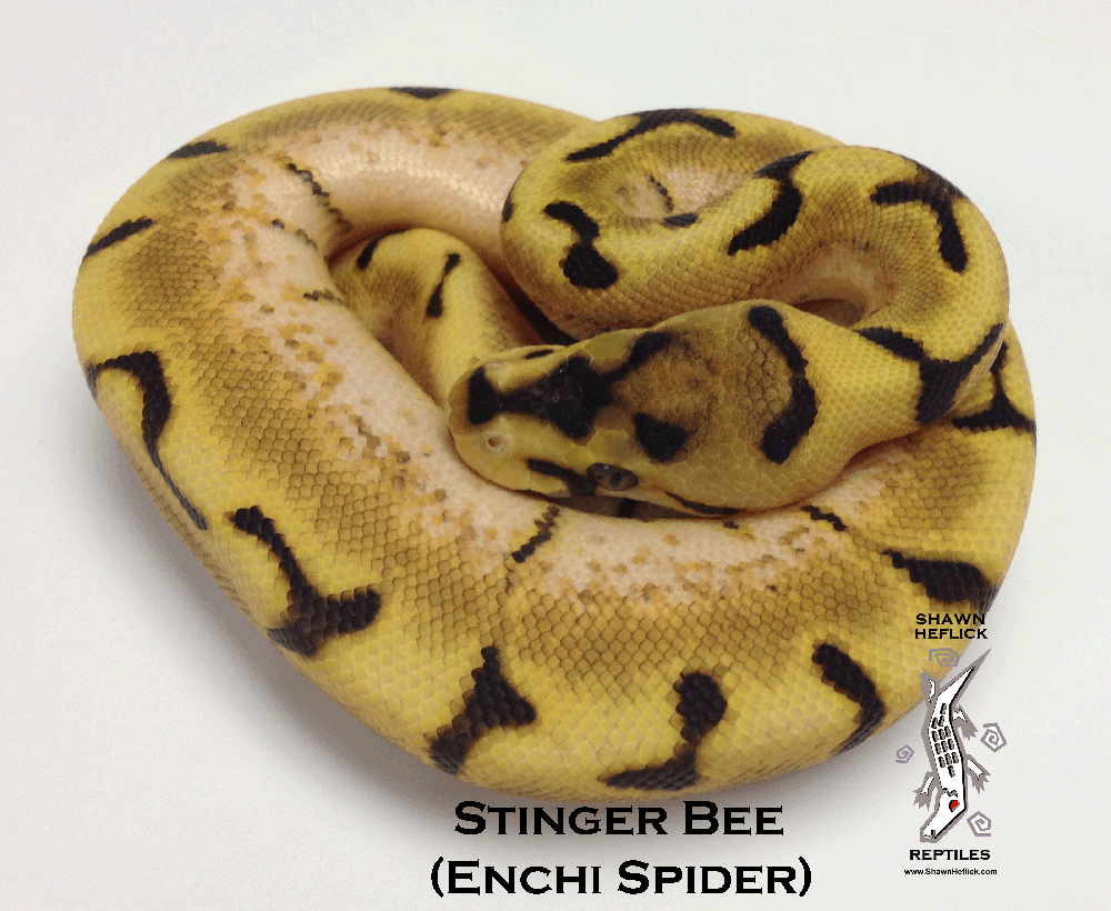 Stinger bee stingerbee enchi spider