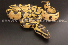 Leopard Pastel Enchi