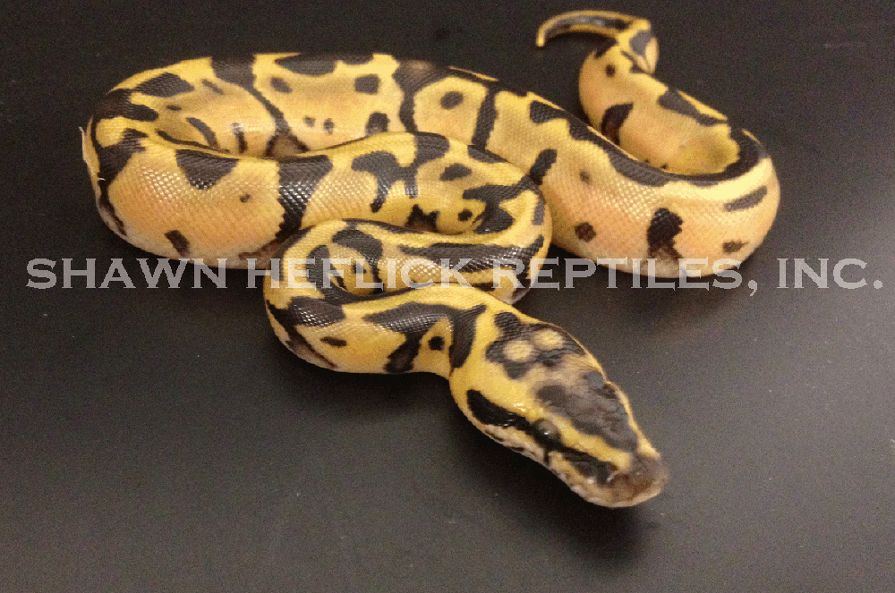 Leopard Pastel Enchi