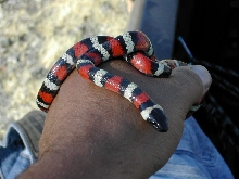 zonata