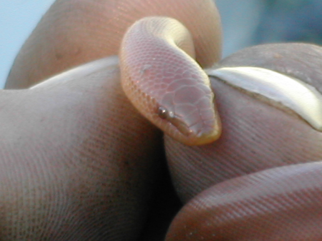 rubber boa