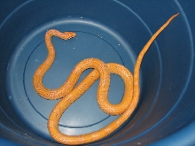 Albino male yellow rat snake