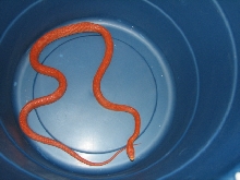 Hypo male everglades rat snake