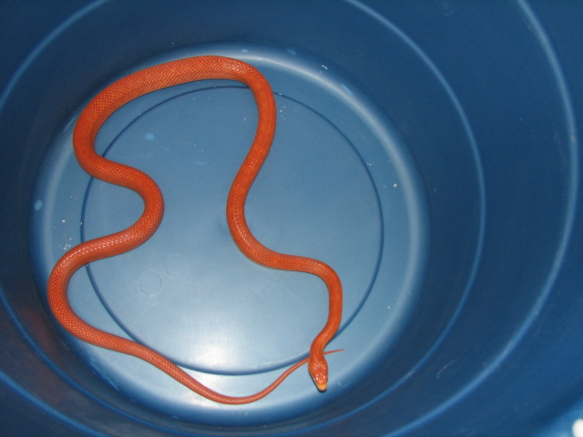 Hypo male everglades rat snake
