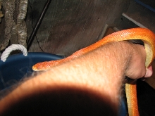 Hypo male everglades rat snake 2nd photo