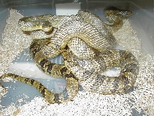 Adult Korean Rats
