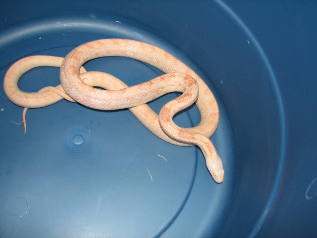 Albino male Texas Rat Snake