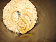 albino korean rat snake - female