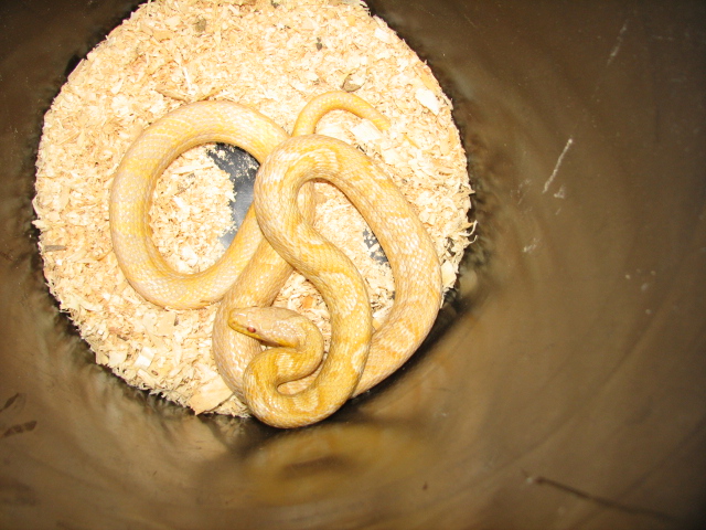 albino korean rat snake - female