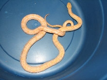 albino yellow rat snake, male, type 2