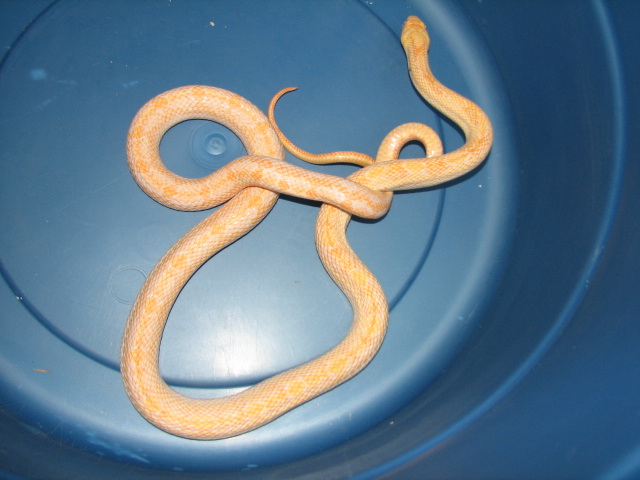 albino yellow rat snake, male, type 2