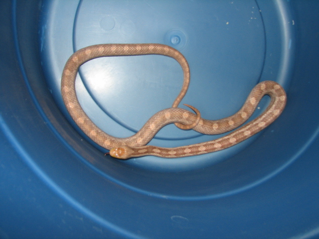 yellow rat snake female hypo or albino ?