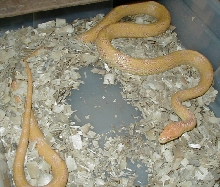 Albino Yellow Rat