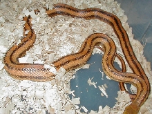 WC Yellow Rat