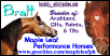 Bratt Siggy