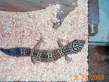 Female Leop