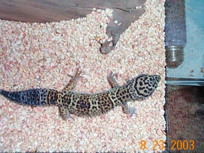 Female Leop