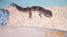 Male Leopard Gecko