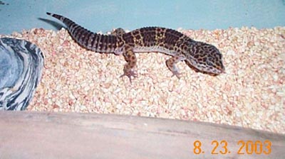 Male Leopard Gecko