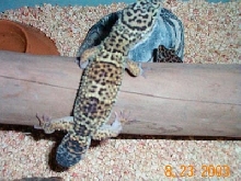 Female Leop on driftwood