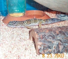 Female leop