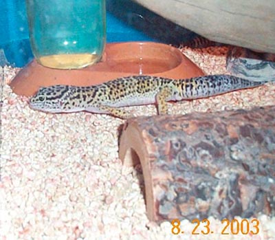 Female leop