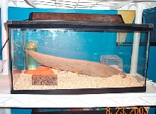 Leop Setup