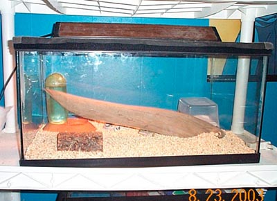 Leop Setup