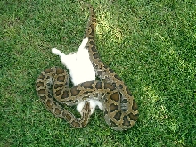 12 foot Indian Burmese