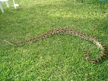 12 foot Indian Burmese