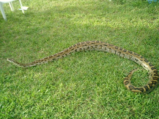 12 foot Indian Burmese
