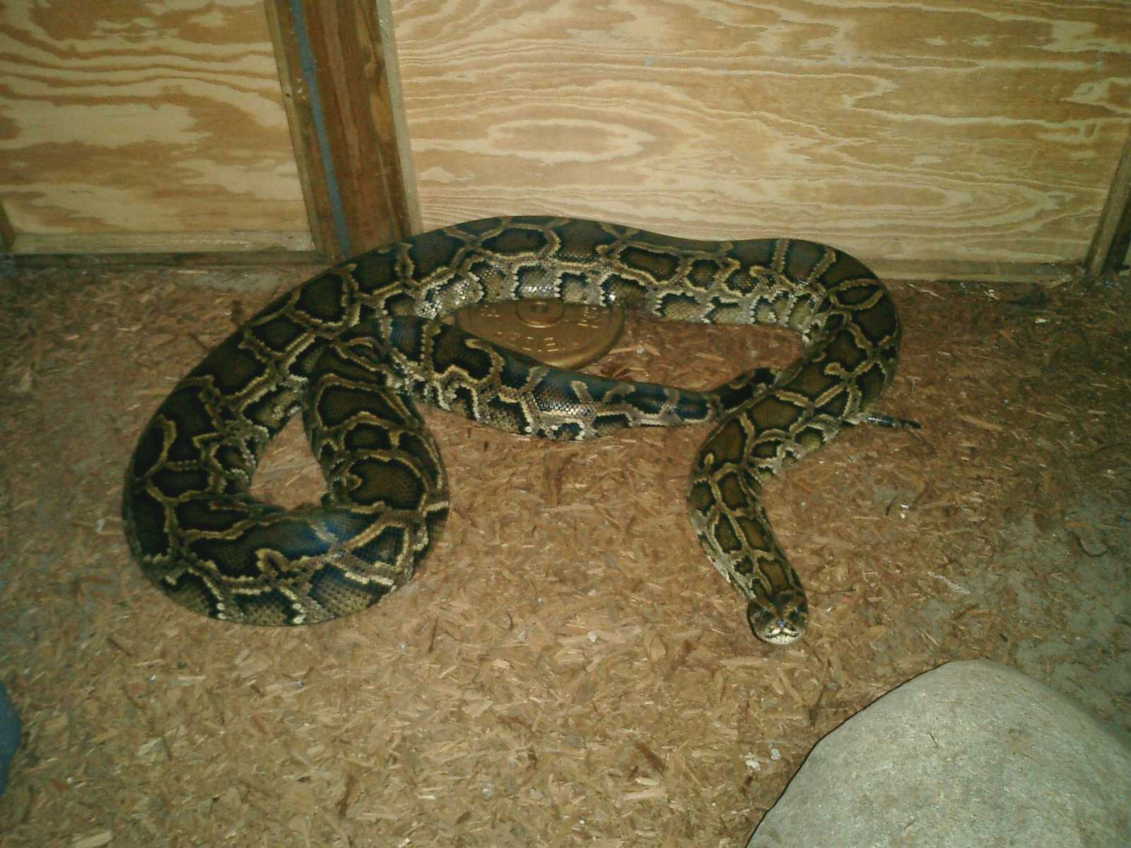 Burmese