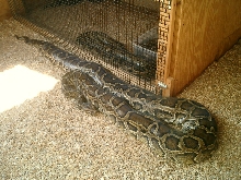 Burmese 18 Foot and 200 lbs.