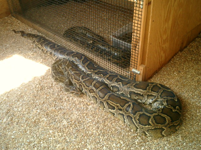 Burmese 18 Foot and 200 lbs.