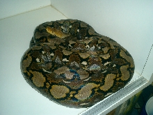13   foot  Sulawesi  Yellowhead Retic