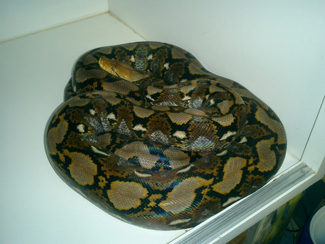 13   foot  Sulawesi  Yellowhead Retic