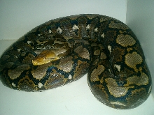 Sulawesi  YELLOWHEAD