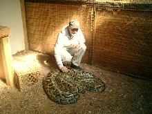 This is my 16 foot Female Burmese