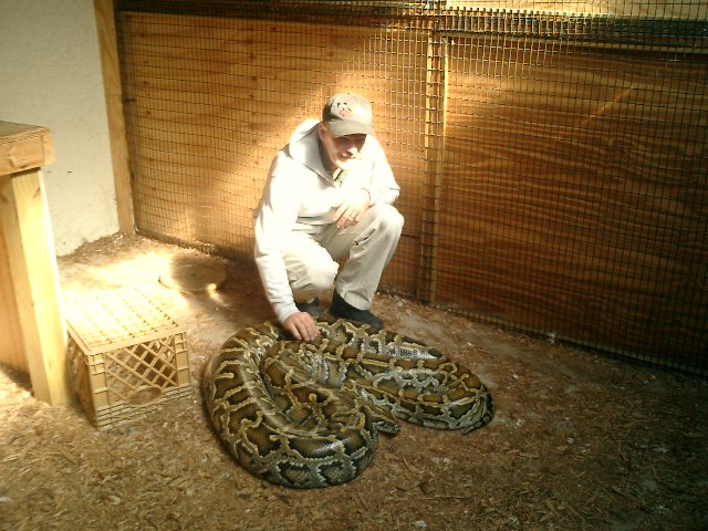 This is my 16 foot Female Burmese