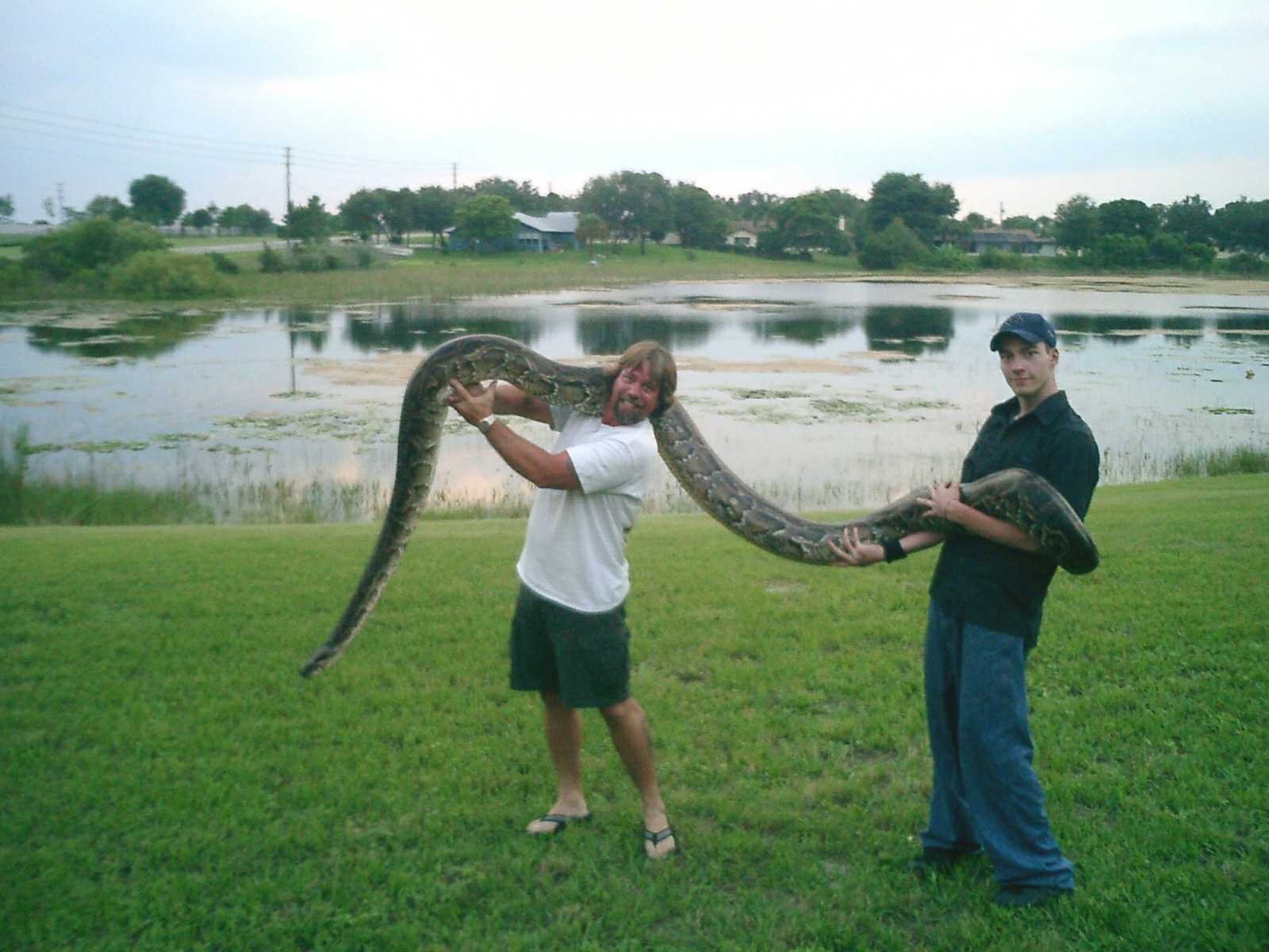 16 Ft Burmese