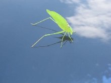 ?