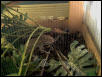 Eat that cricket