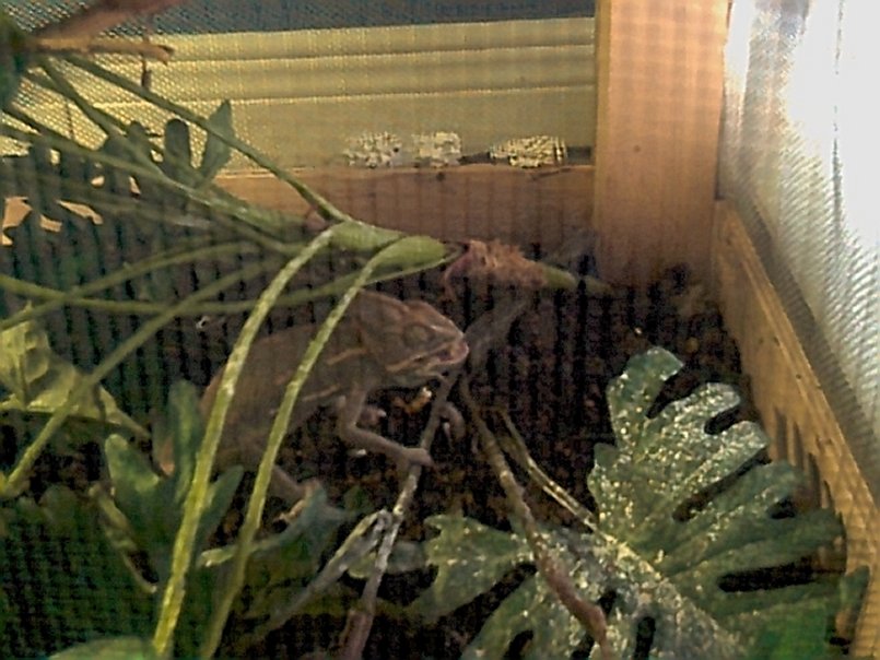 Eat that cricket