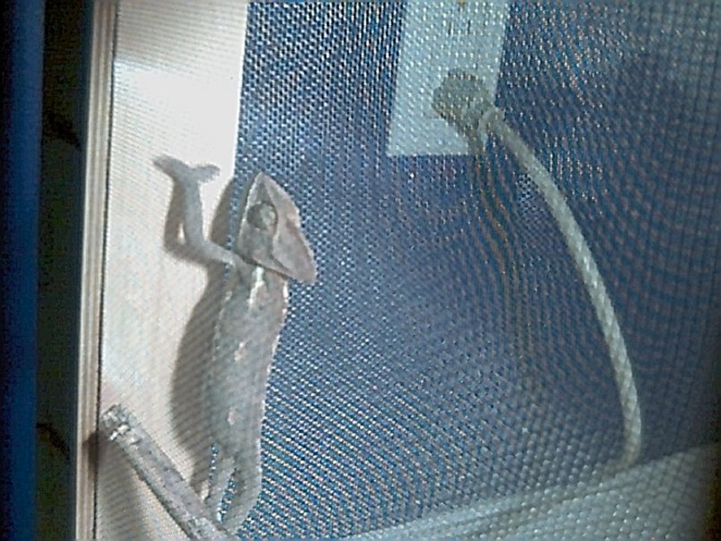 lucky climin the cage
