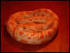 Albino burmese