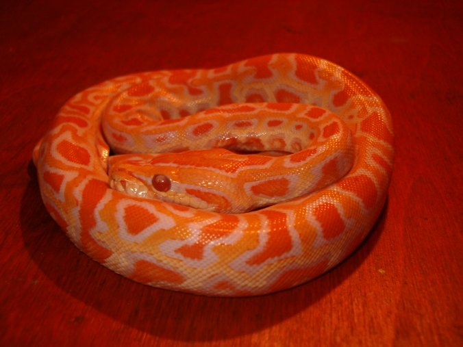Albino burmese